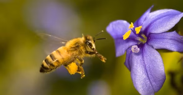 Mặc dù não ong có hình bầu dục và chỉ nhỏ như một hạt vừng nhưng lại có khả năng đáng kinh ngạc trong học hỏi, ghi nhớ thậm chí là thực hiện những những phép tính phức tạp về sức bay và quãng đường khi đi kiếm mật.