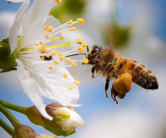 Để có thể thu thập 1kg mật ong, đàn ong bay 145.000km (tương đương với 3 quỹ đạo quanh Trái đất).