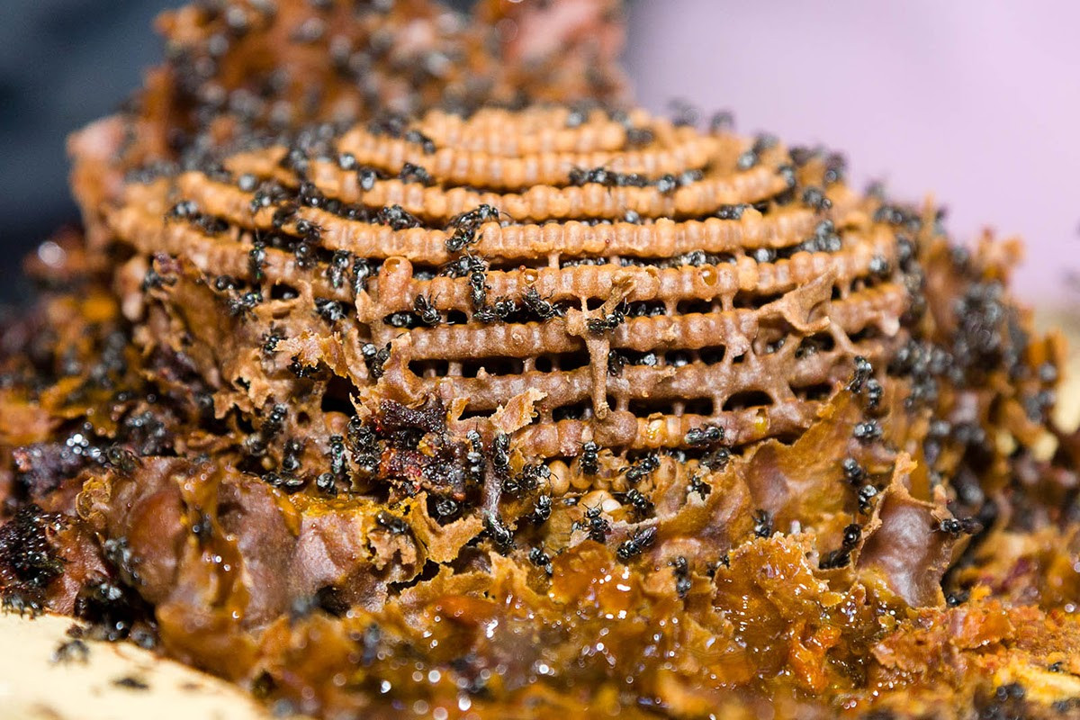 Trong mật ong có chứa enzyme, vitamin, khoáng chất và nước. Đây là sản phẩm duy nhất có chứa đầy đủ các chất dinh dưỡng cần thiết để duy trì sự sống.