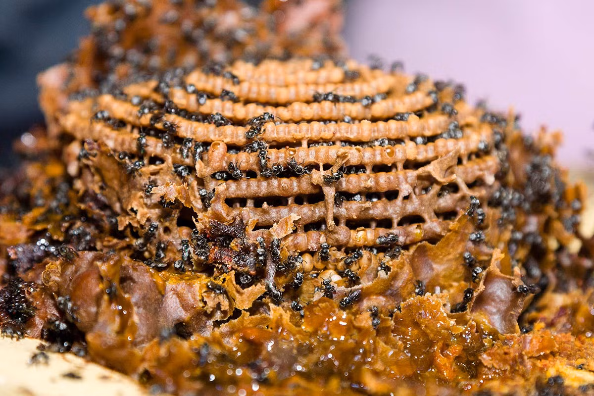 Trong mật ong có chứa enzyme, vitamin, khoáng chất và nước. Đây là sản phẩm duy nhất có chứa đầy đủ các chất dinh dưỡng cần thiết để duy trì sự sống.