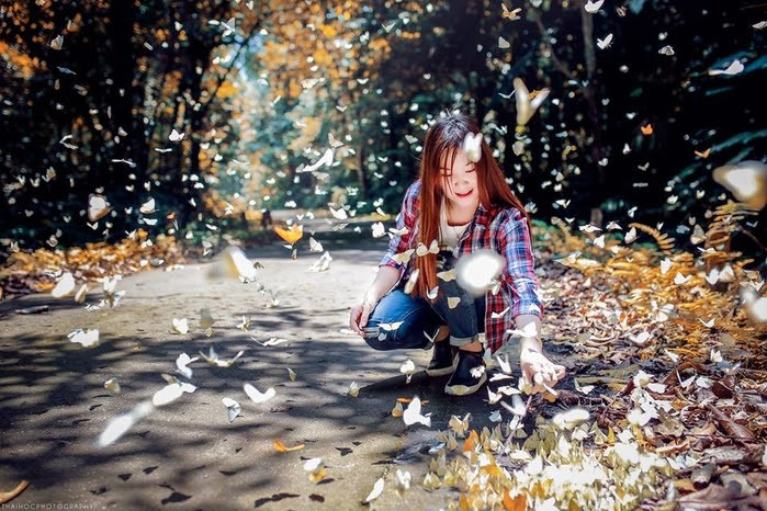 Bướm ở là “đặc sản” của rừng Cúc Phương.