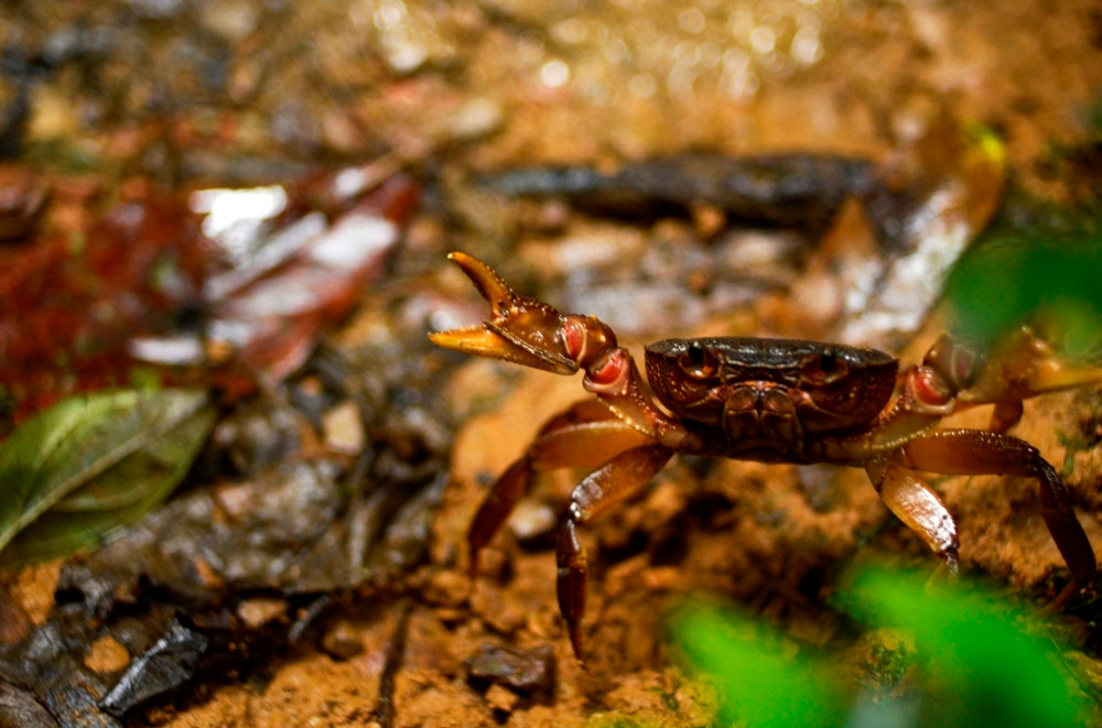 Thế giới côn trùng lại càng phong phú với khoảng 2.000 loài.