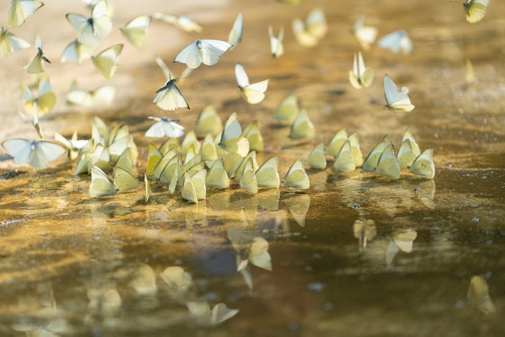 Bướm ở rừng Cúc Phương rất đa dạng với hơn 400 loài bướm đủ các chủng loại.