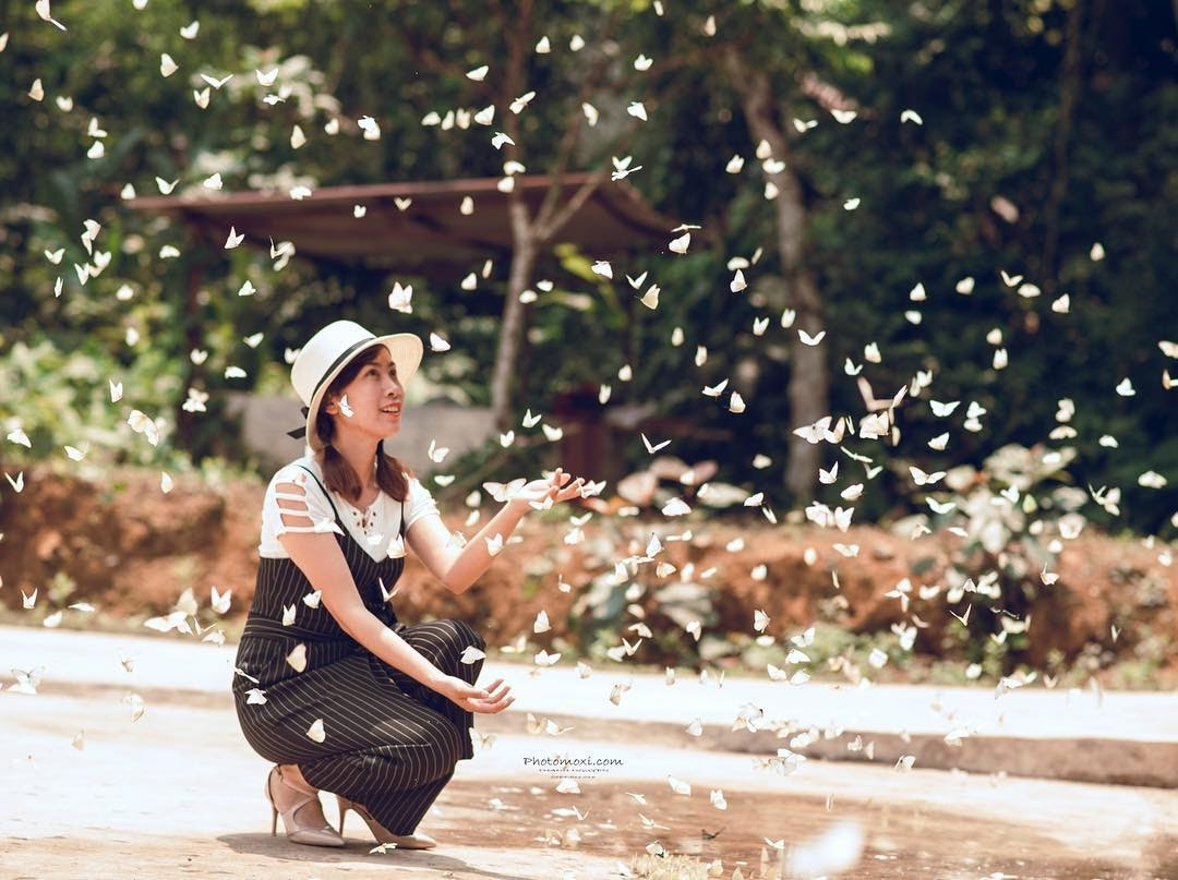 Mùa bướm thường diễn ra vào đầu mùa hạ. Khi đấy, cả cánh rừng tràn ngập bướm, với số lượng cá thể lên tới hàng triệu con tạo ra sự độc đáo, lạ mắt cho rừng Cúc Phương.