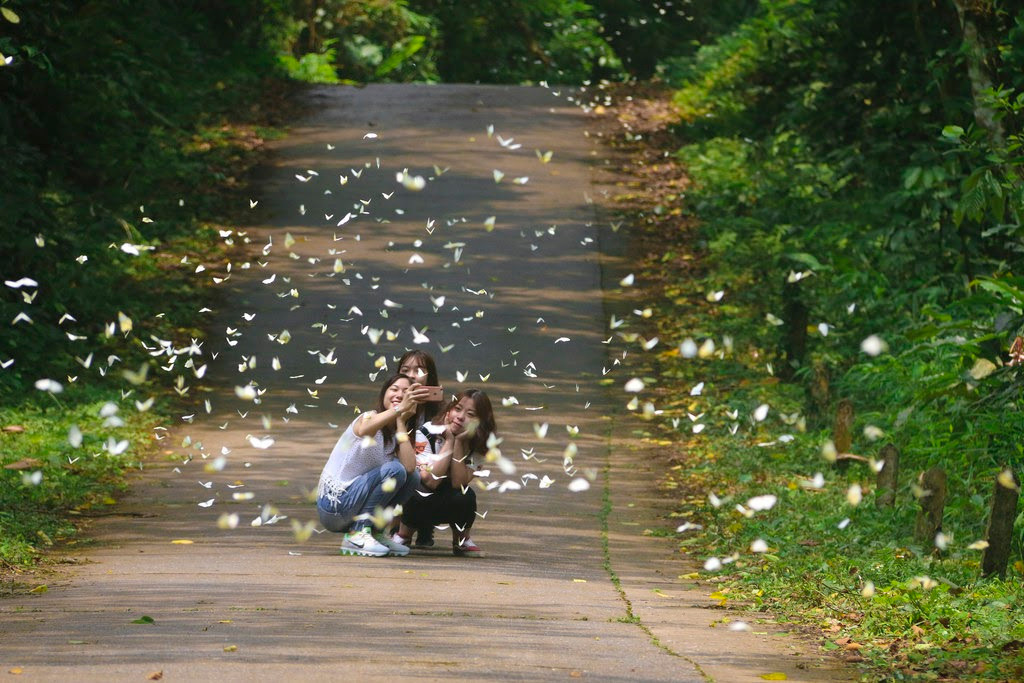 Trong số đó, nhiều nhất là loài bướm trắng hay còn gọi là bướm cải.