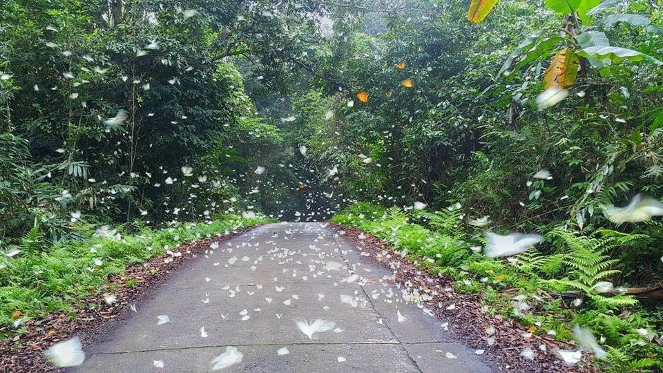 Ngoài ra, còn nhiều loài bướm rừng đẹp đầy màu sắc như bướm phượng, bướm khế.