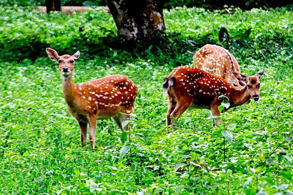 Hệ động vật với gần 700 loài động vật có xương sống gồm trên 300 loài chim, hơn 100 loài thú, trên 100 loài bò sát và lưỡng cư, cá… trong đó có loài voọc đen mông trắng rất đẹp và hiếm, được chọn làm biểu tượng của rừng Quốc gia Cúc Phương.