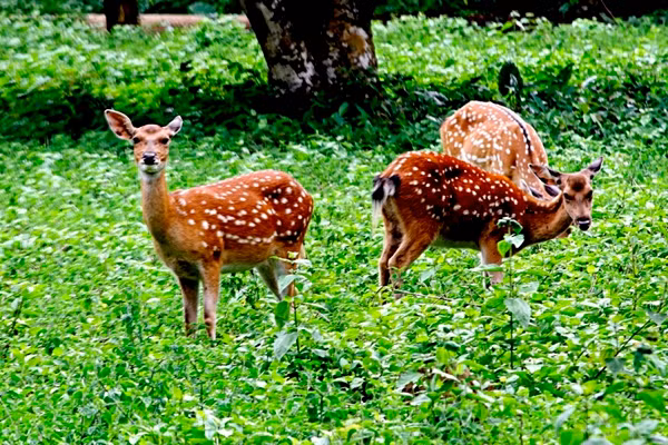 Hệ động vật với gần 700 loài động vật có xương sống gồm trên 300 loài chim, hơn 100 loài thú, trên 100 loài bò sát và lưỡng cư, cá… trong đó có loài voọc đen mông trắng rất đẹp và hiếm, được chọn làm biểu tượng của rừng Quốc gia Cúc Phương.