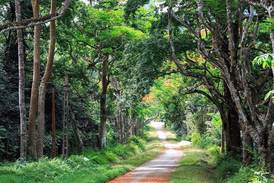Là hình ảnh thu nhỏ tiêu biểu của rừng nhiệt đới Đông Nam Á, rừng Cúc Phương là một điểm đến lý tưởng cho mọi đối tượng từ khám phá thiên nhiên, nghỉ dưỡng.