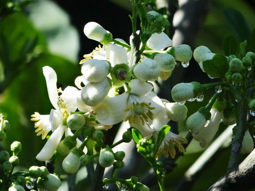 Nhà thơ Phan Thị Thanh Nhàn chưa kịp hồi âm thì em bà đã hi sinh. Liệt sỹ Phan Hữu Khải đóng quân tại Trung đoàn 1, Sư 324 Quân khu Trị Thiên và hi sinh năm 1972 khi tham gia một trận đánh ở huyện vùng cao A Lưới (Thừa Thiên Huế).