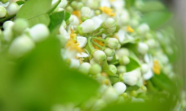 Bài thơ Hương thầm kể về mối tình trong sáng giữa một thiếu nữ với chàng trai nhà bên cách nhau một cửa sổ, ở giữa có cây bưởi tỏa hương. Người trai ấy sắp lên đường ra trận, người con gái vội hái hoa bưởi giấu trong chiếc khăn tay đem tặng người thương.