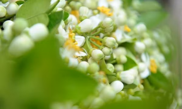 Bài thơ Hương thầm kể về mối tình trong sáng giữa một thiếu nữ với chàng trai nhà bên cách nhau một cửa sổ, ở giữa có cây bưởi tỏa hương. Người trai ấy sắp lên đường ra trận, người con gái vội hái hoa bưởi giấu trong chiếc khăn tay đem tặng người thương.