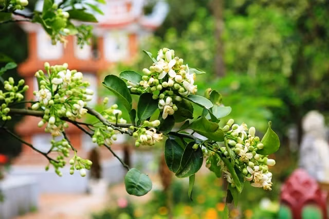 Nhà thơ Phan Thị Thanh Nhàn từng chia sẻ trên báo: “Hương thầm cứ lặng lẽ, đến người đưa tiễn cũng không hay biết, ngay cả khi nằm xuống đất lạnh rồi vẫn không hay biết”.