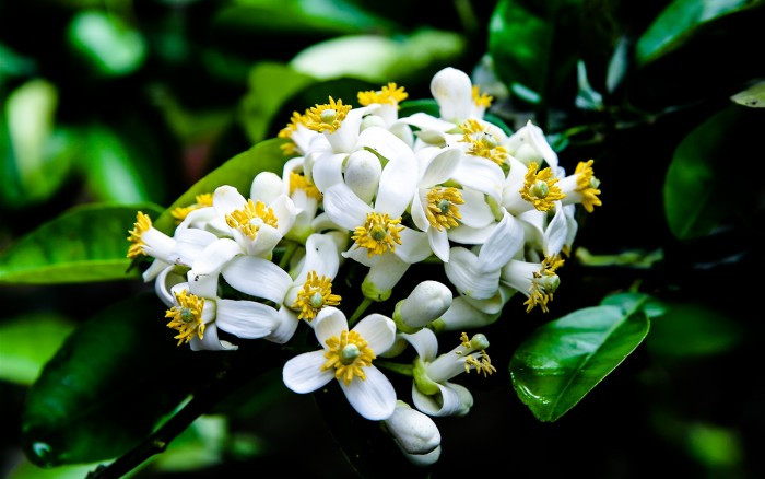 Nhà thơ kể, hồi ấy nhà bà ở Yên Phụ (Hà Nội), trong sân có cây bưởi, cứ độ tháng ba về là hương thơm ngào ngạt. Em trai bà thường nhặt hoa rụng và hái hoa tươi cho vào túi để chị xách đi làm.