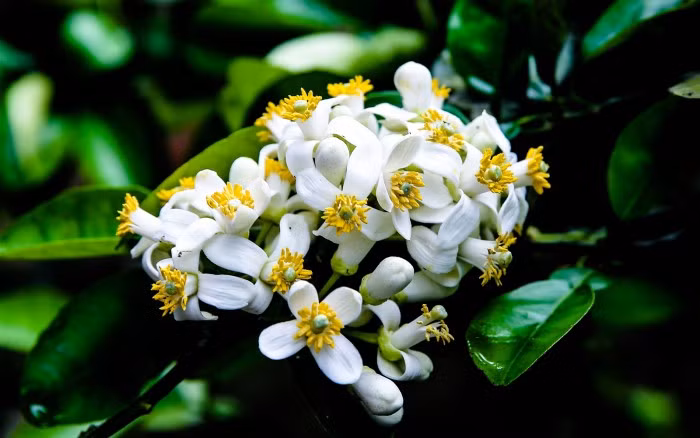 Nhà thơ kể, hồi ấy nhà bà ở Yên Phụ (Hà Nội), trong sân có cây bưởi, cứ độ tháng ba về là hương thơm ngào ngạt. Em trai bà thường nhặt hoa rụng và hái hoa tươi cho vào túi để chị xách đi làm.