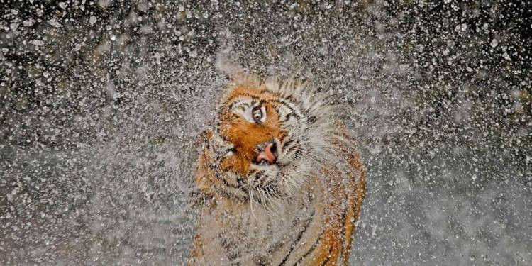 Người lái thuyền nhanh chí vớ lấy cái lưới ở bên cạnh mình quăng vào đầu cọp khiến cọp không thoát ra được. Lúc này mây mù tản đi, trông rõ mặt người. Và thật kỳ lạ không có cọp chỉ có Thái sư Lê Văn Thịnh đang loay hoay trong tấm lưới.