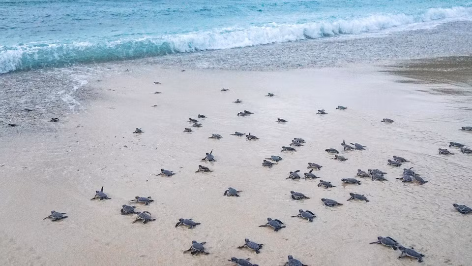 Vườn quốc gia Côn Đảo được biết đến là nơi nuôi, ấp và thả về thiên nhiên nhiều rùa biển nhất Việt Nam. Theo thông tin giới thiệu vườn, 2 loài rùa biển có số lượng lớn đang sinh sống và lên đẻ hàng năm ở đây là vích và đồi mồi. Du khách đến Vườn quốc gia Côn Đảo cũng có thể tham gia hoạt động ý nghĩa này. Ảnh: Duy Hiếu.