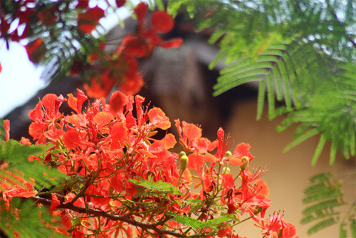 Trong nhiều năm sáng tác thơ, Thanh Tùng lặng lẽ và ít xuất hiện trên báo chí. Tuy nhiên, ông có những bài thơ được phổ nhạc rất nổi tiếng như Thời hoa đỏ nhạc Nguyễn Đình Bảng, Hà Nội ngày trở về nhạc Phú Quang...