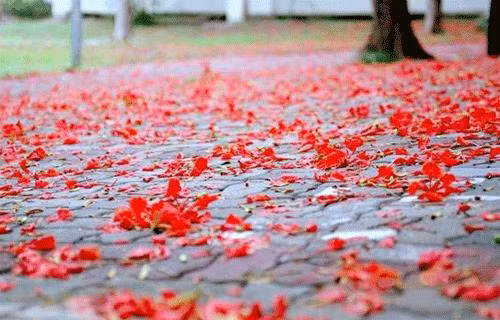 Bà Thanh Nhàn là người nổi tiếng có nhan sắc, sau này hai người chia tay nhau, bà lấy người khác ở Quảng Ninh. Năm 1973, nghe tin bà qua đời, ông tức tốc đến để tiễn đưa nhau lần cuối. Bài thơ Thời hoa đỏ đã ra đời trong hoàn cảnh đó, khi những yêu thương đắm đuối của ngày xưa ùa về.