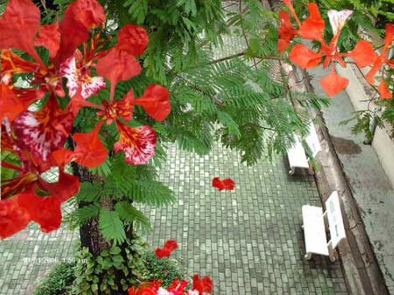 Bài thơ kể về chuyện tình trong những ngày hè đỏ lửa. Thanh Tùng cho biết, với ông mùa nào cũng đẹp "Nhưng tính tôi rất sôi nổi theo kiểu mùa hè và tôi hay nhắc đến nó. Đối với tôi mùa hè vẫn là mùa sôi sục nhất, lửa đời bừng cháy".