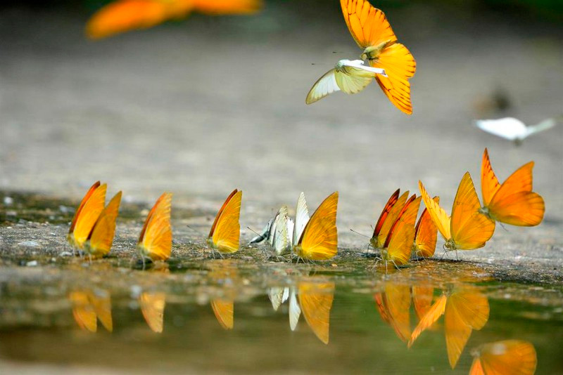 Bướm có thể bay với tốc độ lên đến 50km/h, nghĩa là chúng có thể bay ngang tốc độ của một chiếc xe hơi.