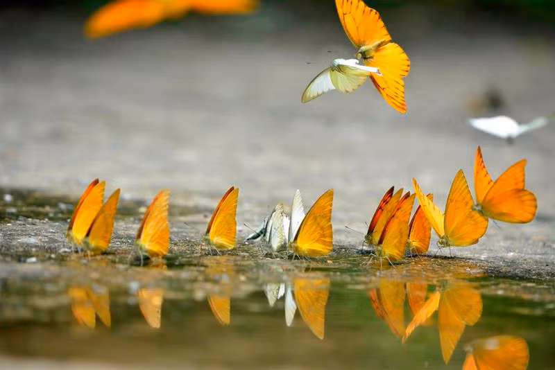 Bướm có thể bay với tốc độ lên đến 50km/h, nghĩa là chúng có thể bay ngang tốc độ của một chiếc xe hơi.