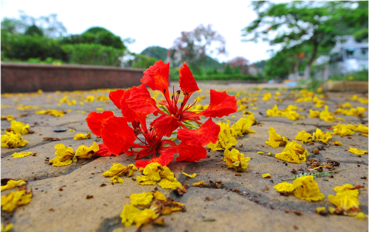 Và bây giờ là tháng 6, phượng đỏ lửa khắp nẻo đường. Nhìn hoa nở lại nhớ nhiều thứ về hoa phượng và tuổi học trò đã đi qua. Năm nào cũng vậy. 