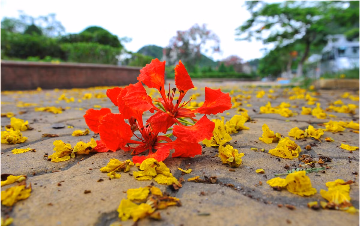 Và bây giờ là tháng 6, phượng đỏ lửa khắp nẻo đường. Nhìn hoa nở lại nhớ nhiều thứ về hoa phượng và tuổi học trò đã đi qua. Năm nào cũng vậy. 