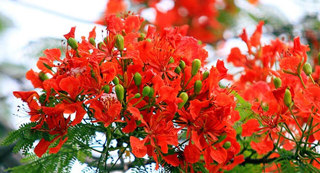 "Tôi đem bài thơ về, đọc đi đọc lại nhiều lần. Cho đến một hôm, trong giờ giảng bài, chợt một tia nắng hắt từ cành phượng đỏ vào lớp, bục giảng của tôi như phủ màu hồng làm ánh lên ký ức. Sau buổi dạy, tôi lặng lẽ về nhà, và bài hát Phượng hồng ra đời” - nhạc sỹ Vũ Hoàng kể. 