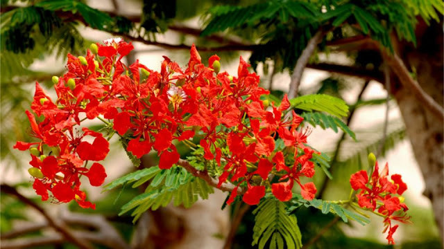 Sau này nhạc sỹ Vũ Hoàng phổ nhạc Chút tình đầu thành bài thơ Phượng hồng. 