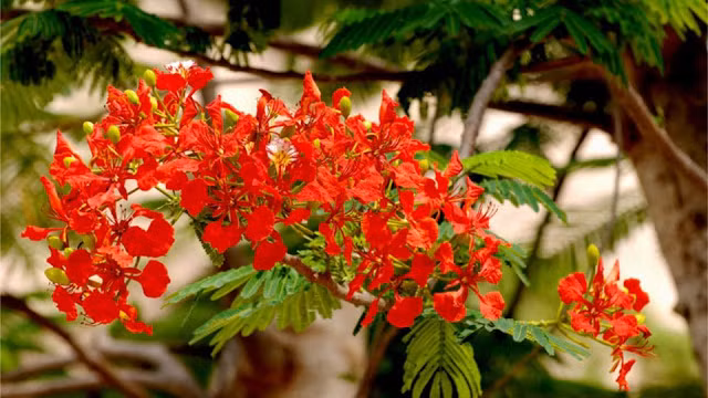 Sau này nhạc sỹ Vũ Hoàng phổ nhạc Chút tình đầu thành bài thơ Phượng hồng. 