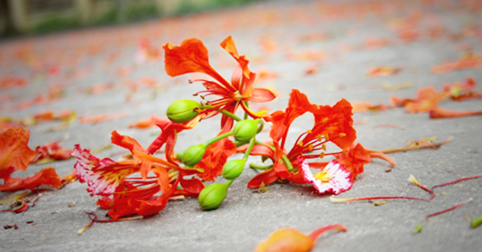 Một cô công nhân chạy xe đạp, một người đàn ông chạy xe mobylette cà tàng vội nhặt những cành phượng rơi dắt lên… Hình ảnh ấy khiến Đỗ Trung Quân bật ra ngay những câu thơ đầy thi vị: Những chiếc giỏ xe chở đầy hoa phượng/ Em chở mùa hè của tôi đi đâu. 