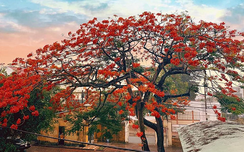 Đó là vào một buổi sáng năm 1984, thi sĩ Đỗ Trung Quân đang ngồi uống cà phê ở quán ven đường thì nhìn thấy người ta đốn bỏ những cây phượng để đề phòng bất trắc trong mùa mưa. 