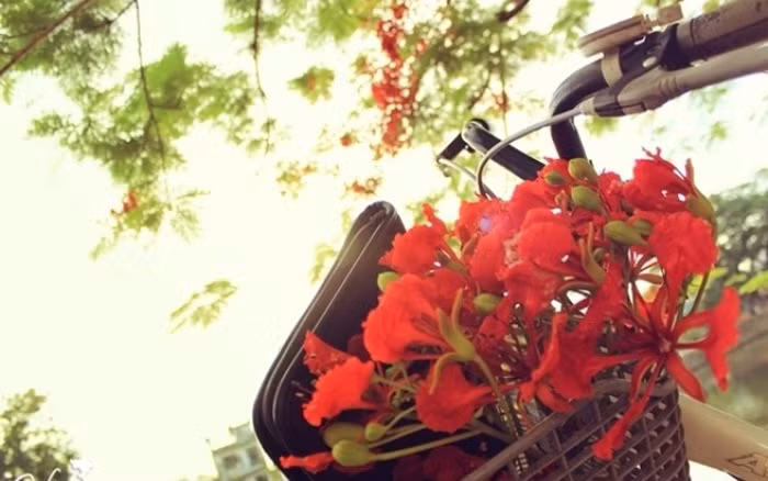 Và ý thơ cứ thế tuôn trào, thành bài thơ gợi kỷ niệm về tuổi học trò với chút tình đầu trong sáng với những kỷ niệm đẹp khó quên. 