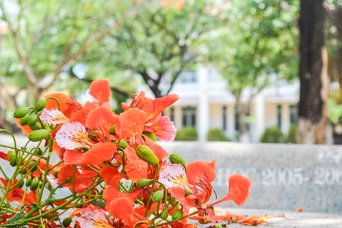 Nhạc sỹ Vũ Hoàng nhớ lại, trong một đêm sinh hoạt thơ nhạc tại Nhà văn hóa Thanh Niên, nhà thơ Đỗ Trung Quân lên đọc bài thơ mới sáng tác Chút tình đầu. Nghe thơ, nhạc sỹ Vũ Hoàng liền nhớ lại mối tình đầu của mình, ông liền nói “Quân ơi, chép cho mình bài Chút tình đầu của Quân đi”. 