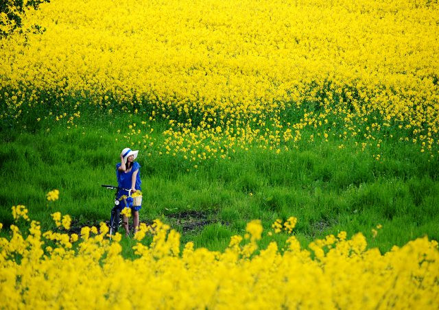 Và từ đó, mùa hoa cải ven sông đã như một mùa hẹn hò, mùa tình yêu, mùa của thương nhớ.
