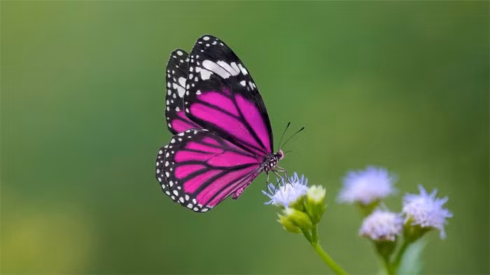 Bướm là loài côn trùng thuộc bộ Cánh vẩy (Lepidoptera) gồm: Bướm ngày và Bướm đêm (ngài). Bướm đêm chiếm đến 89%. Những loài bướm bay rập rờn trong nắng, hay đậu trên những tán lá, búp hoa mà chúng ta vẫn hay gặp là bướm ngày và chúng chỉ chiếm khoảng 11%.