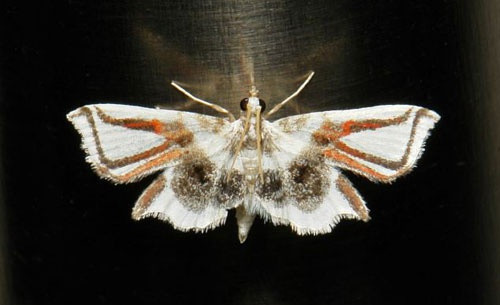 Tuy nhiên, chính màu sắc sặc sỡ và đẹp của bướm lại dễ thu hút kẻ thù. Nhiều loài động vật bắt bướm làm thức ăn như: chim, bò sát, ếch nhái. Ngay cả côn trùng như nhện, chuồn chuồn, bọ ngựa cũng săn bắt chúng làm thức ăn.