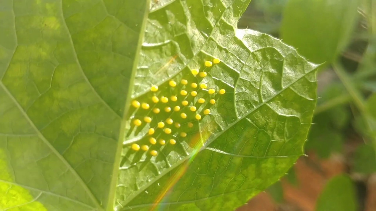 Bướm có điểm đặc biệt là phải tìm đúng cây mới đẻ trứng. Chúng chỉ chọn những loại cây mà sâu non sau khi sinh ra có thể dùng lá làm thức ăn.