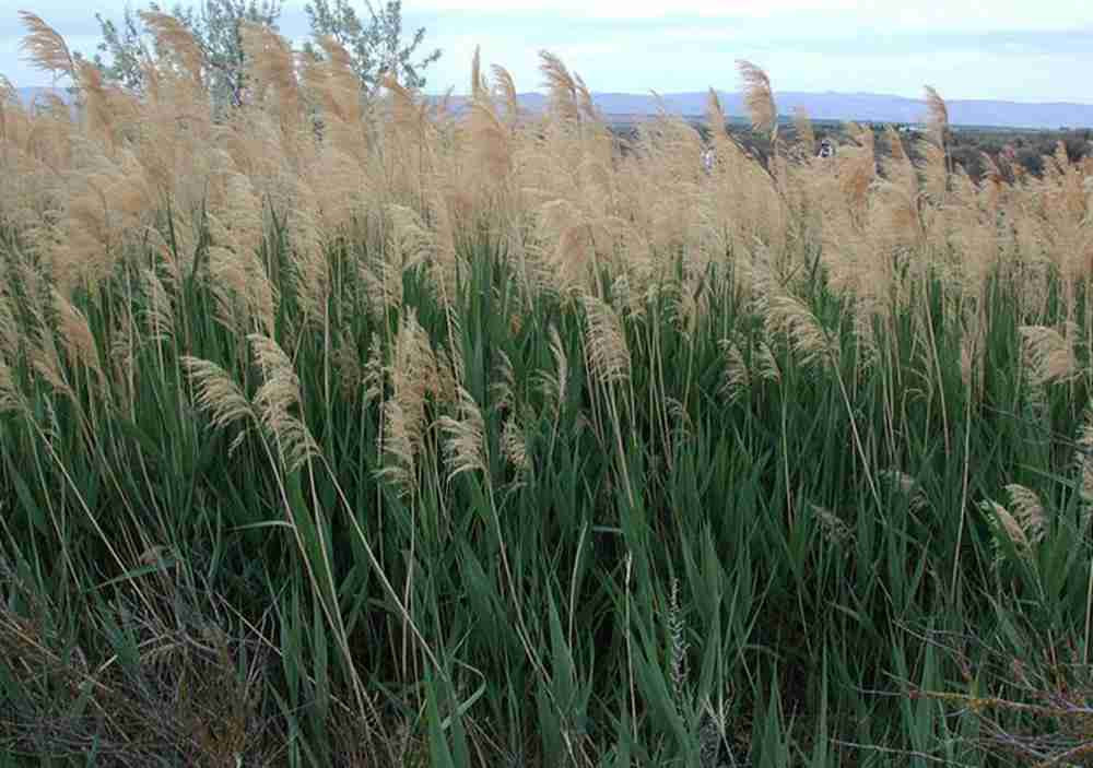 Họ treo lau sậy bên bệ cửa sổ sau đó phun nước lên. Gió thổi từ ngoài vào sẽ làm phát tán sương và giúp giảm nhiệt, tránh được cái khô nóng của sa mạc.