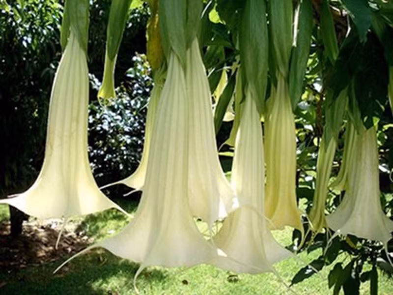 Hoa loa kèn (kèn của thiên thần, hơi thở của quỷ): Đây là loài kèn có nguồn gốc từ Mexico, Peru và được trồng tại Đà Lạt từ rất lâu để làm cảnh bởi hoa đẹp. Tuy nhiên, ít ai biết cây hoa đẹp này chứa chất kịch độc. Chất chiết xuất từ hoa này được cho là phương tiện để bọn tội phạm thôi miên, đầu độc nạn nhân.