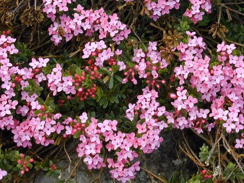 Hoa thụy hương: Đây là một loại cây bụi để trang trí trong vườn nhà gần đây đã du nhập vào Việt Nam. Tuy nhiên, đây là một loại cây độc hại vô cùng với chất mezerein có độc tính rất cao.