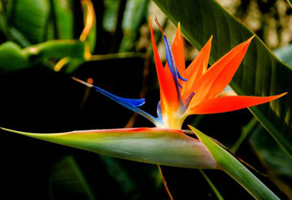 Hoa thiên điểu: Mấy năm trở lại đây, hoa này rất được ưa chuộng bởi hoa đẹp, bền màu. Tuy nhiên, các nhà khoa học cho biết, hoa và hạt của cây có các chất gây ngộ độc đường ruột.