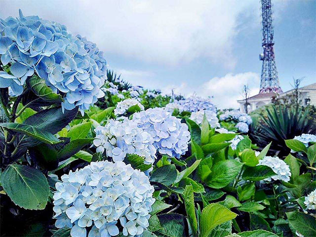 Hoa cẩm tú cầu: Hoa cẩm tú cầu với những đóa hoa hình cầu màu hồng, trắng, xanh rất đẹp ta vẫn thấy được trồng làm cảnh thật ra không phải là loài cây "hiền lành". Cả lá và hoa cẩm tú cầu đều có chứa độc tố. Trong lịch sử, nữ hoàng Cleopatra đã từng ép người hầu tự tử bằng loài hoa này.