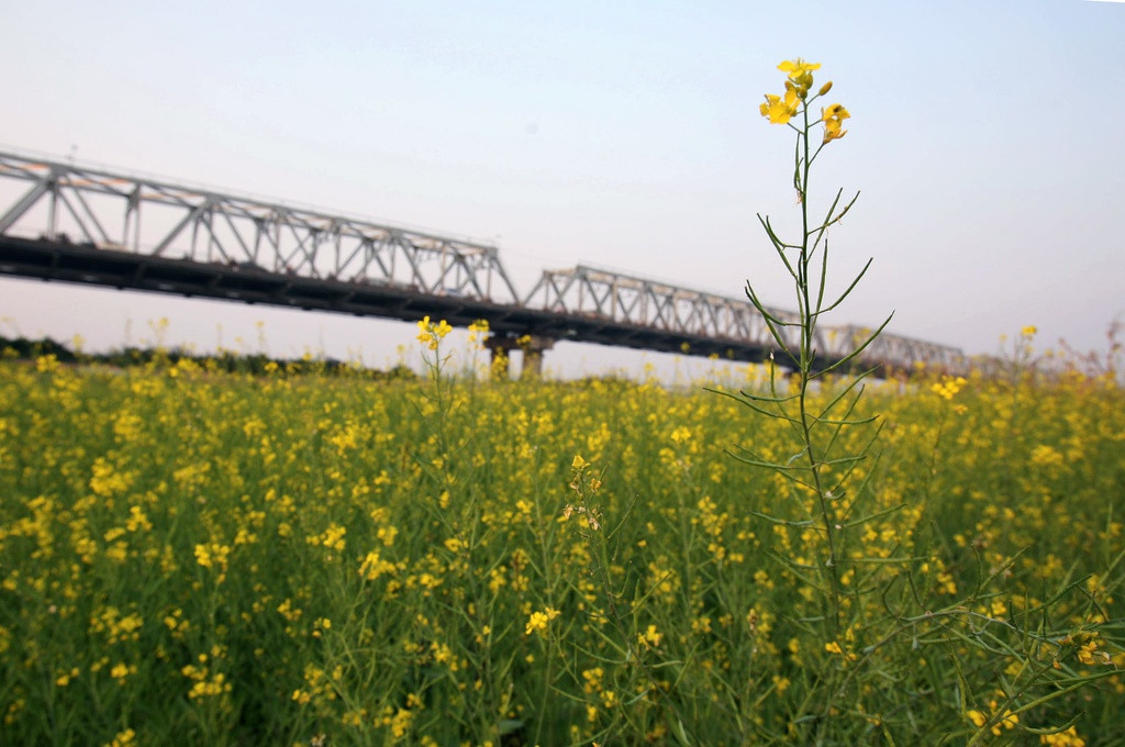 Nhạc sỹ Lê Vinh cho hay, người con gái trong ca khúc đã sống và cháy hết mình với tình yêu, không một lời hẹn ước nhưng đã thủy chung chờ đợi qua biết bao mùa hoa về… Chỉ cần vậy thôi cũng đáng để ngợi ca rồi. Theo nhạc sỹ, sau bao mất mát hãy để cho người phụ nữ tìm thấy hạnh phúc của riêng mình.