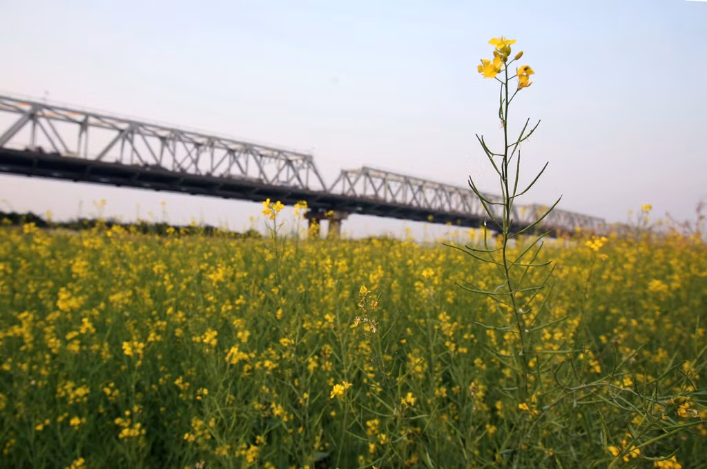 Nhạc sỹ Lê Vinh cho hay, người con gái trong ca khúc đã sống và cháy hết mình với tình yêu, không một lời hẹn ước nhưng đã thủy chung chờ đợi qua biết bao mùa hoa về… Chỉ cần vậy thôi cũng đáng để ngợi ca rồi. Theo nhạc sỹ, sau bao mất mát hãy để cho người phụ nữ tìm thấy hạnh phúc của riêng mình.
