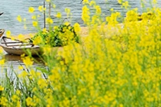 Chuyen tinh rut re nhut nhat mang ten Mua hoa cai-Hinh-9