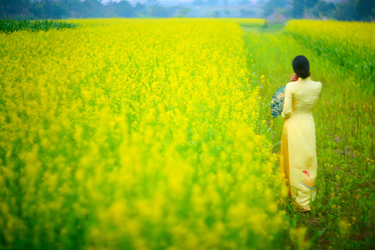 Mùa hoa cải trở thành biểu tượng của tình yêu rực rỡ nhưng mong manh. Mong manh bởi sự rụt rè, nhút nhát, vụng về của chàng trai… nên tình yêu chẳng thể kết trái “Tôi rụt rè không dám/ Hái một bông cải ngồng/ Sợ làm con bướm trắng/ Giật mình bay sang sông”.