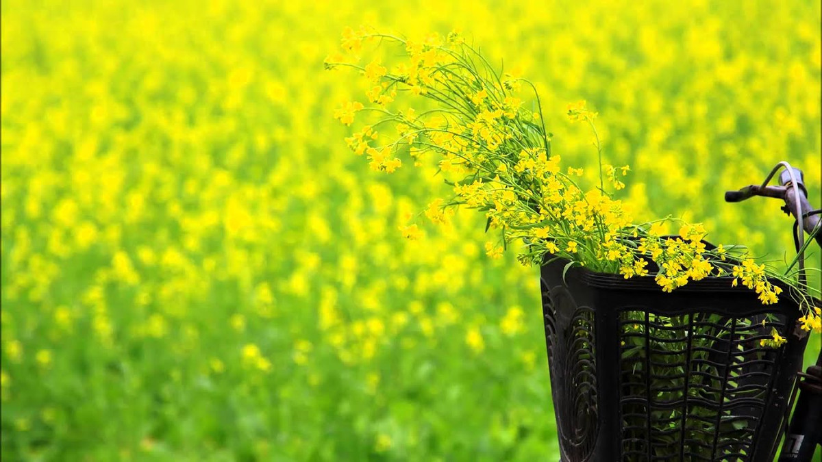 Trong tác phẩm Mùa hoa cải, tình yêu mộng ảo được lồng trong khung cảnh êm ái, dịu dàng, thanh bình của làng quê: “Có một mùa hoa cải/ Nở vàng bên bến sông”.