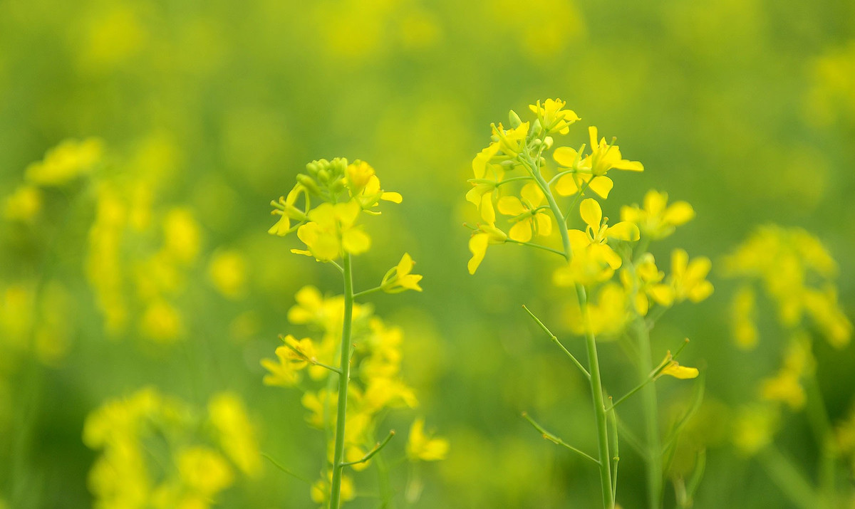 Chàng trai của Lê Vinh đã “nói lời yêu thương” nhưng chiến tranh ai biết được ngày về, thế nên không một lời ước hẹn "Anh nói rồi anh đi/ Chiến tranh không ước hẹn”.